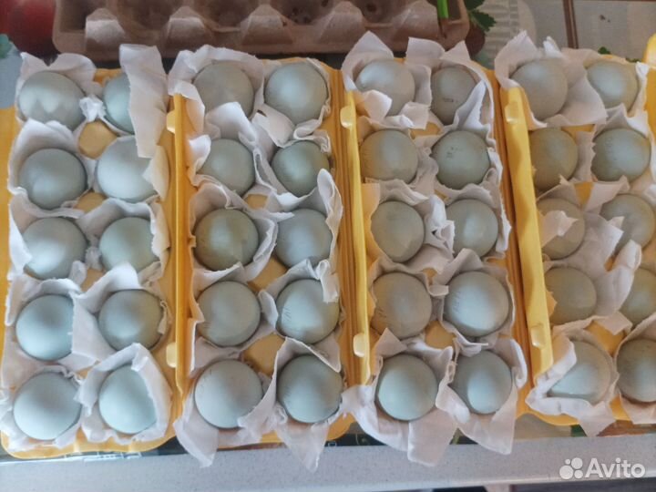 Инкубационное яйцо пород ухейлюй,марана,брама