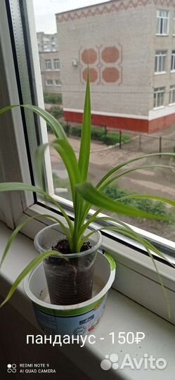 Комнатные цветы