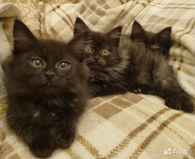 Котята в дар