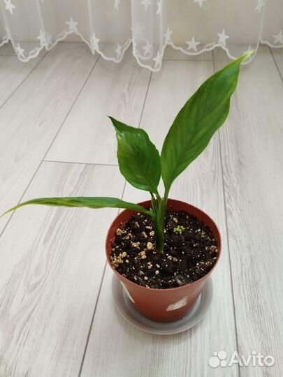 Спатифиллум