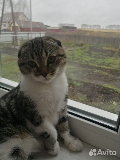 Кошечка в добрые руки