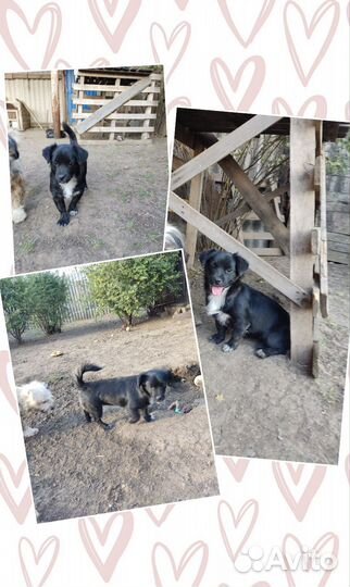 Собака в добрые руки