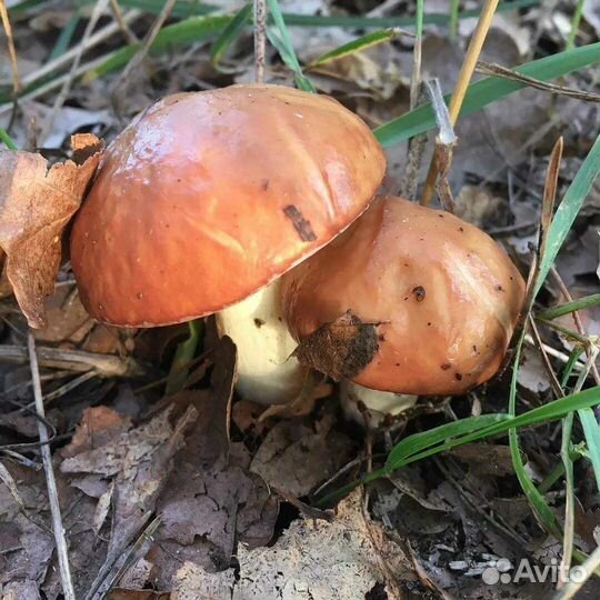 Грибы маслята