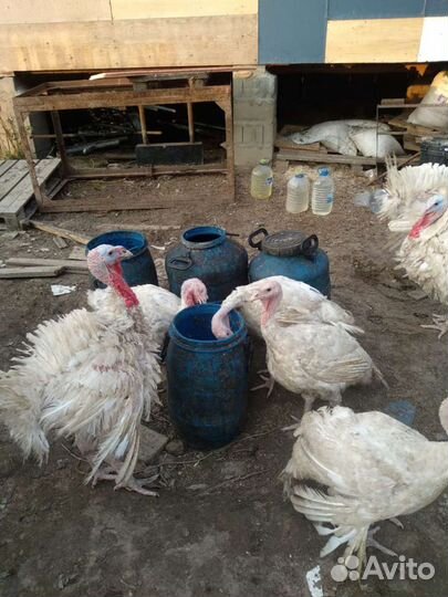 Хлеб для сельскохоз.животных