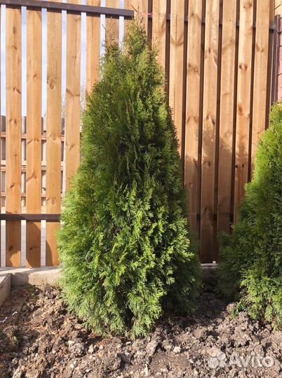 Туя Смарагд