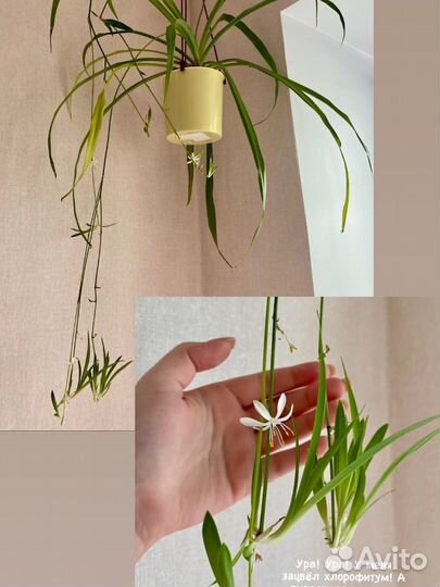 Хлорофитум