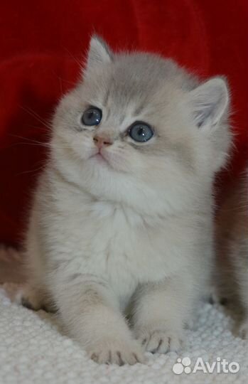 Британские красивые котята