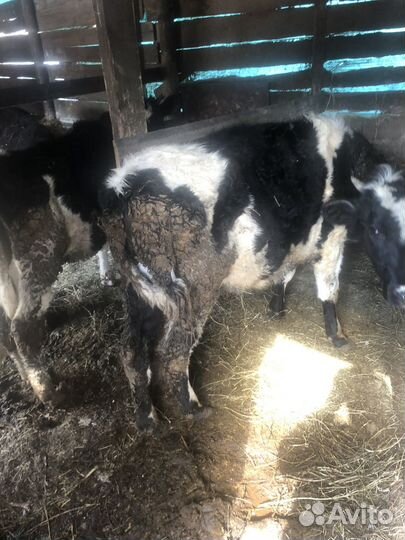 Бекки телки