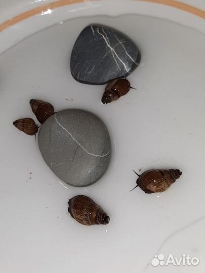 Улитки Мелании