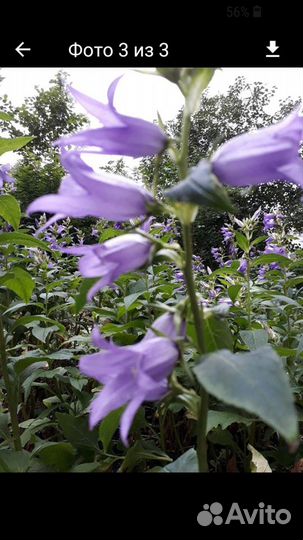 Колокольчик