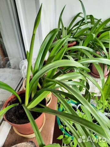 Лилии в горшке и луковицы