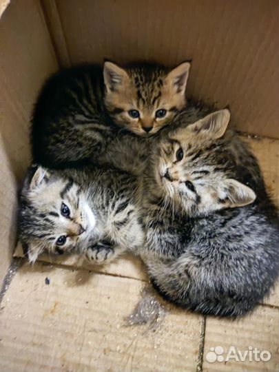 Котята в добрые руки