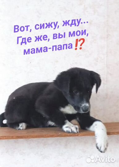 Щенульки в добрые руки