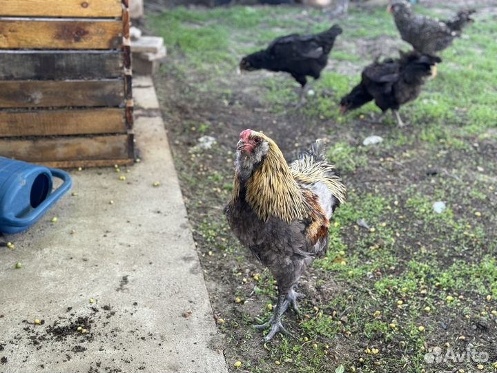 Петухи гергебильские