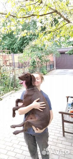 Услуги кинолога