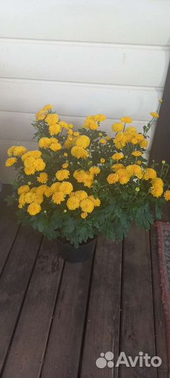 Хризантема корейская в горшках