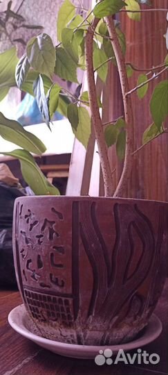 Китайская роза