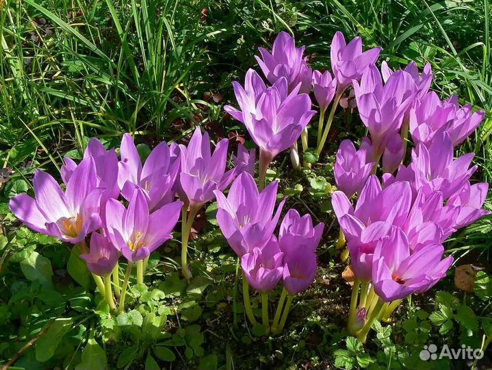 Луковичные безвременник, гиацинтоидес, тюльпан