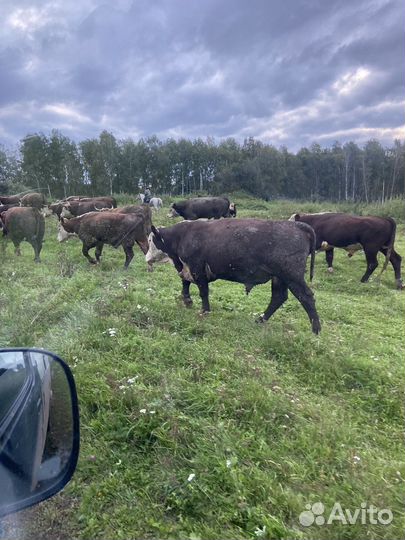 Быки Галифорд