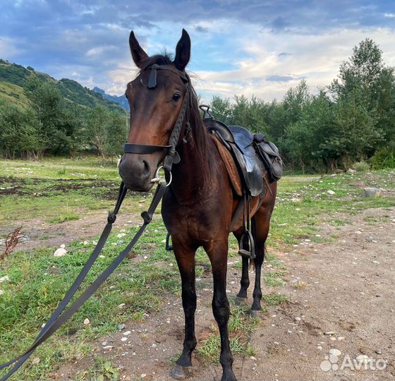 Карачаевский Жеребчик 2 года иноходец
