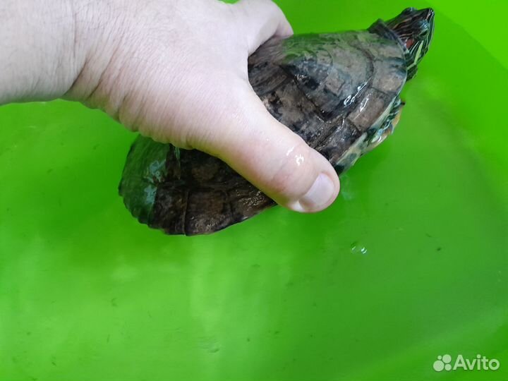 Морская черепаха