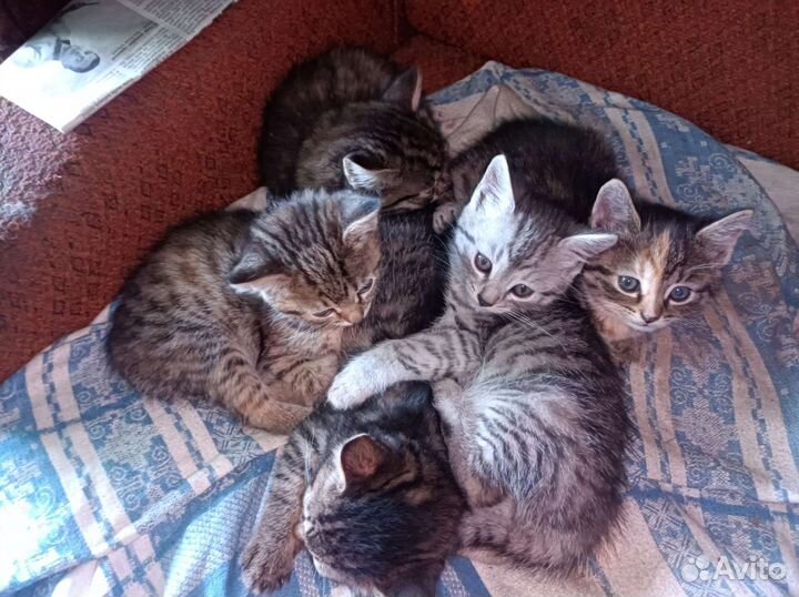 Кошки