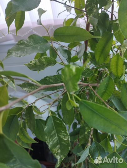 Фикус бенджамина большой