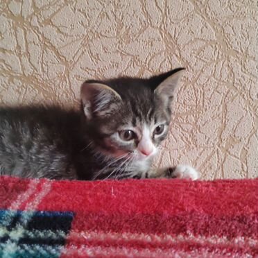 Сингапурский котёнок