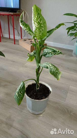 Комнатные цветы