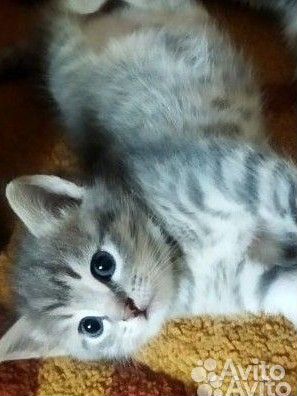 Британская кошка