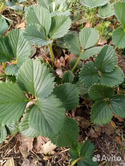 Продаю викторию