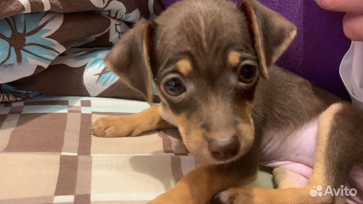 Той-терьер щенки