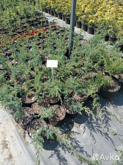 Можжевельник блю альпс