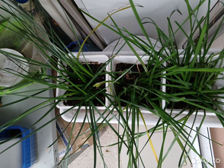 Зефирантес (Выскочка) белый