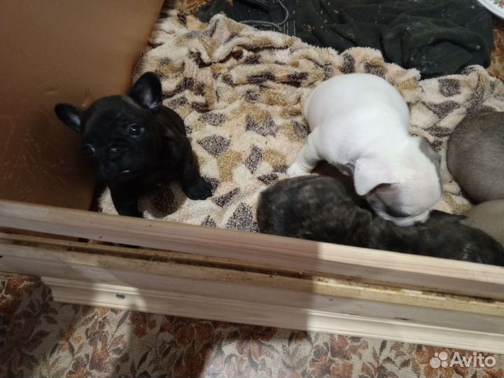 Собаки