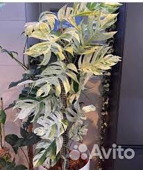 Epipremnum Pinnatum marble