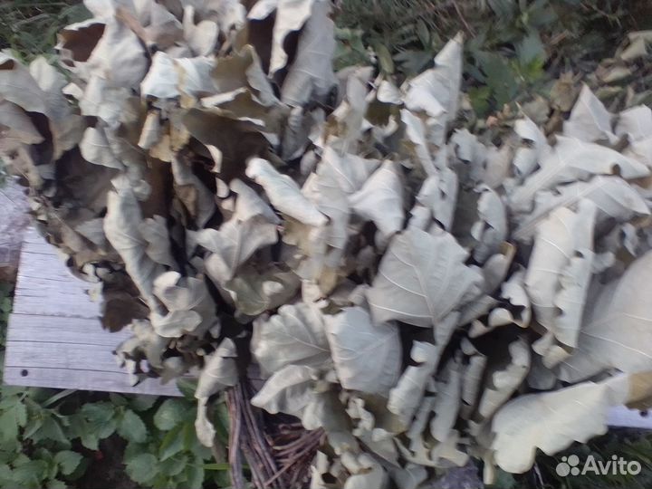 Веники береза, дуб