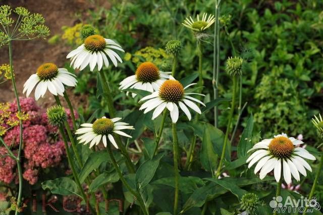 Цветы садовые многолетние