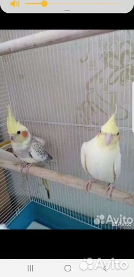 Попугай корелла с клеткой