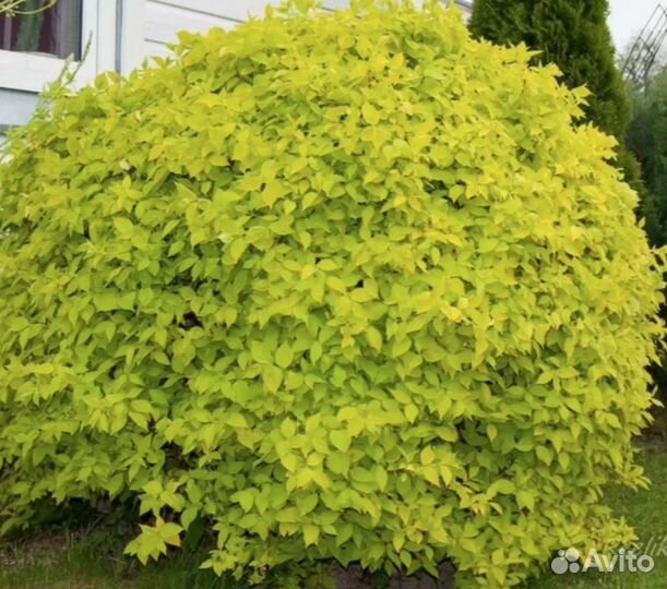 Чубушник (жасмин) желтолистный aureus