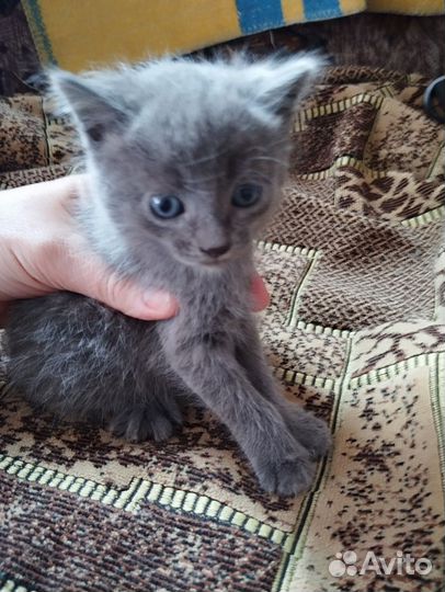 Кошки