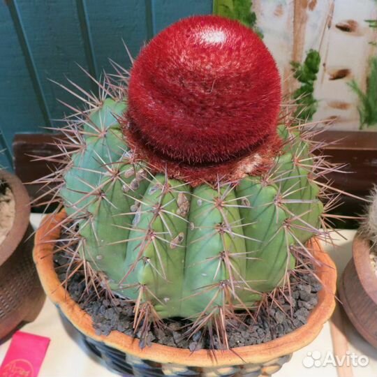 Кактусы редкие