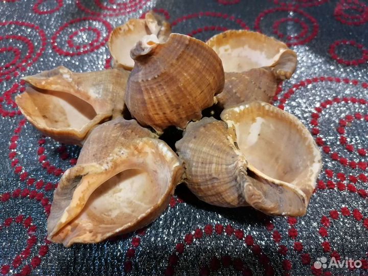 Пепельница из морских ракушек