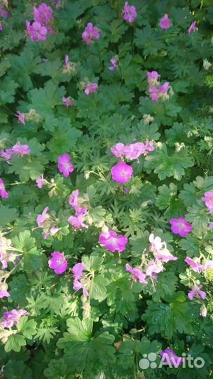 Продаю Садовую Герань
