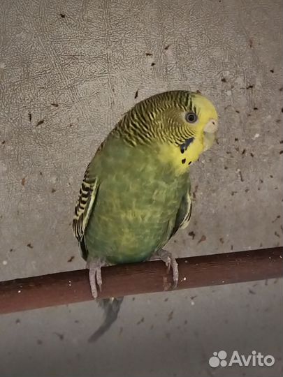 Волнистый попугай