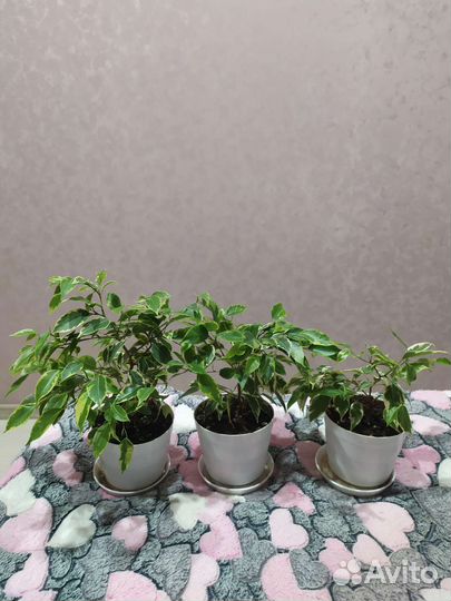 Фикус бенджамина пестролистный