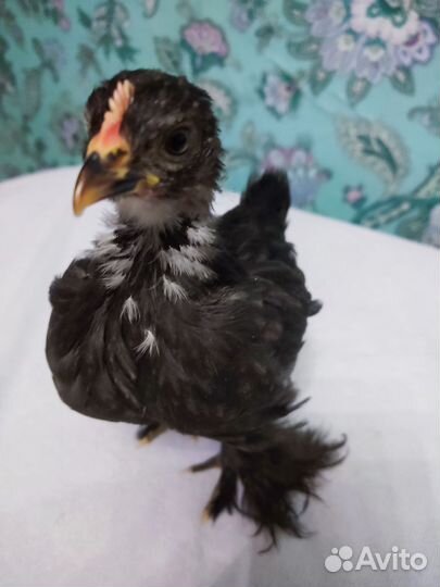 Парочка карликовые Петушок и Курочка