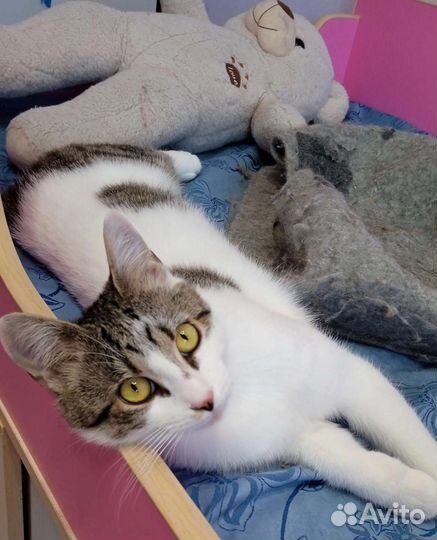 Уникальный котенок без хвоста