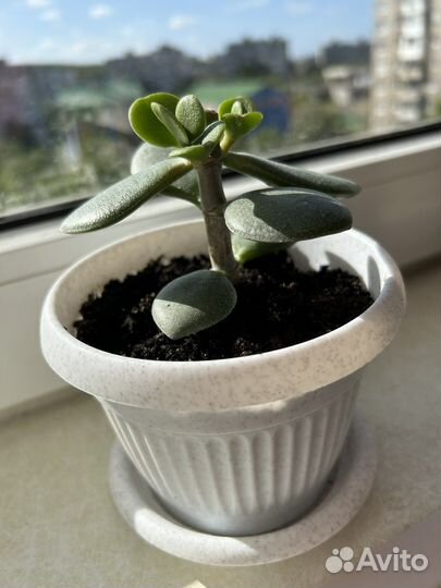 Толстянка (денежное дерево)