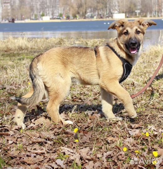 Щенок девочка в добрые руки
